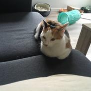 Huskat Gry