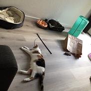 Huskat Gry