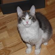 Kurilean Bobtail Yogi - Illaria Blue Bear Grand Pompon RU