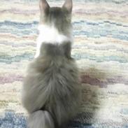 Kurilean Bobtail Yogi - Illaria Blue Bear Grand Pompon RU
