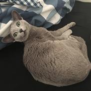 Russian Blue Malevich Empire State Of Mind