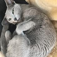 Russian Blue Malevich Empire State Of Mind