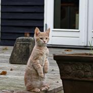 Blanding af racer Lily Amunet