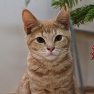 Blanding af racer Lily Amunet