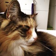 Maine Coon Ofelia (Offe)