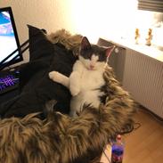 Huskat Sylvester (R.I.P)