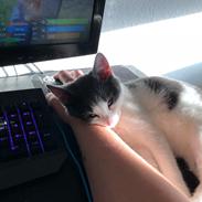 Huskat Sylvester (R.I.P)