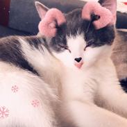 Huskat Sylvester (R.I.P)