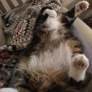 Blanding af racer Ziggy 