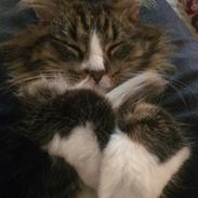 Blanding af racer Ziggy 