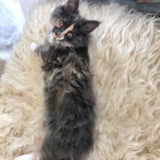 Blanding af racer Rosa (*Himmelmis*)