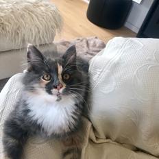 Blanding af racer Rosa (*Himmelmis*)