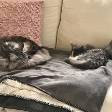 Blanding af racer Rosa (*Himmelmis*)