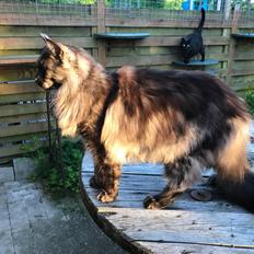 Maine Coon Boromir JR Ferrari Kayal