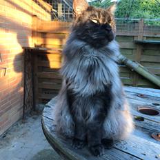 Maine Coon Boromir JR Ferrari Kayal