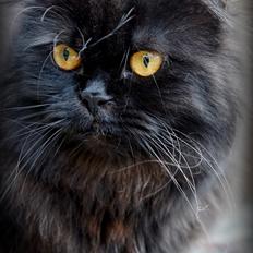 Selkirk Rex Bamse (Dk Selrexwin Blake)