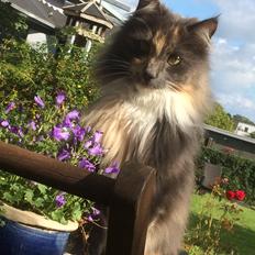 Norsk Skovkat Chilli