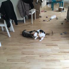 Blanding af racer Minnie  