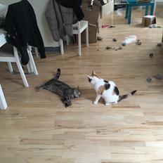 Blanding af racer Minnie  