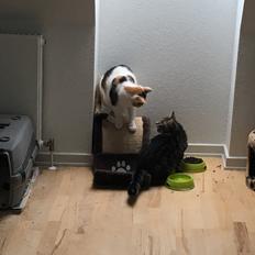 Blanding af racer Minnie  