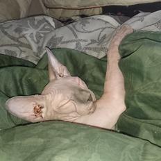 Sphynx Farao Seth Persiben af det andet dynasti 