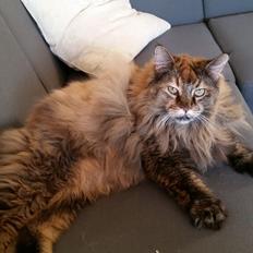 Blanding af racer Farmor