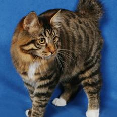 Kurilean Bobtail Bølle - JeaTri´s Idol's Eye