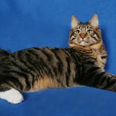 Kurilean Bobtail Bølle - JeaTri´s Idol's Eye