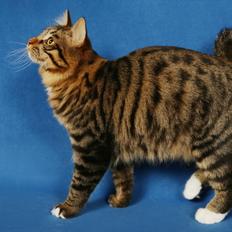 Kurilean Bobtail Bølle - JeaTri´s Idol's Eye