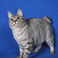 Kurilean Bobtail Agatha - SC. DK KorZhik´s Agatha Christie