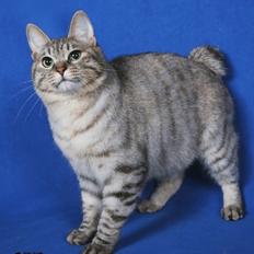 Kurilean Bobtail Agatha - SC. DK KorZhik´s Agatha Christie