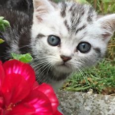 British Shorthair Hero