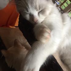 Ragdoll Rafael Santi a Camelot Treasure DK Ragdoll