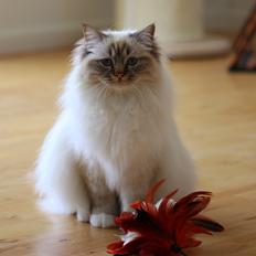 Hellig Birma DK Shonto's Blame it on the Boogie (Messi)