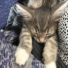 Blanding af racer Tom