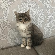 Blanding af racer Tom