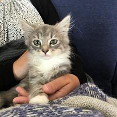 Blanding af racer Tom