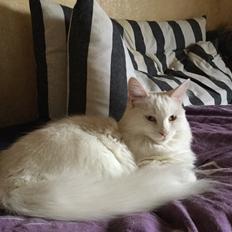 Blanding af racer Frederikke