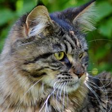 Maine Coon Thorkjærs Kathleen