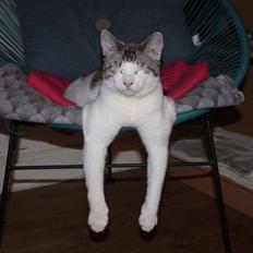 Huskat Mirakel missen