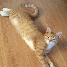 Blanding af racer Ludvig