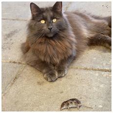 Blanding af racer Kylling