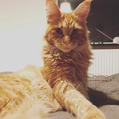 Maine Coon Dascoda (Himmelkat)