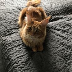 Maine Coon Dascoda (Himmelkat)