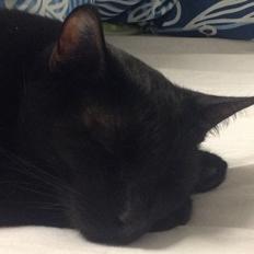 Huskat Dario  R.I.P.