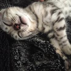 Bengal Shelby