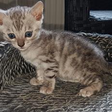 Bengal Shelby