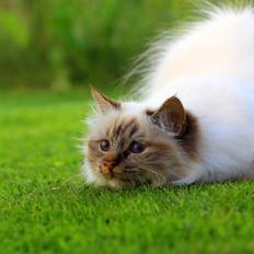 Hellig Birma DK Shonto's Blame it on the Boogie (Messi)