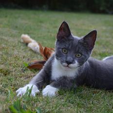 Huskat Hesselgaards Ash  (forsvundet) 