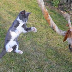 Huskat Hesselgaards Ash  (forsvundet) 